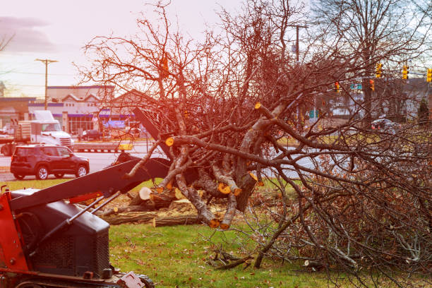 Best Hedge Trimming  in Palmyra, IN